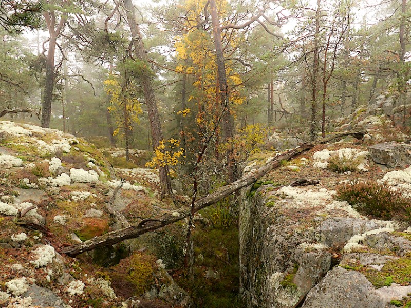 Höst i skogen. Syksy metsässä.