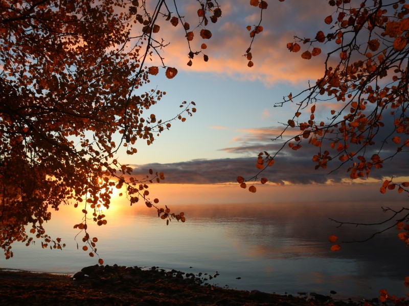 Solnedgång vid vattnet. Mökki metsässä veden ärellä.