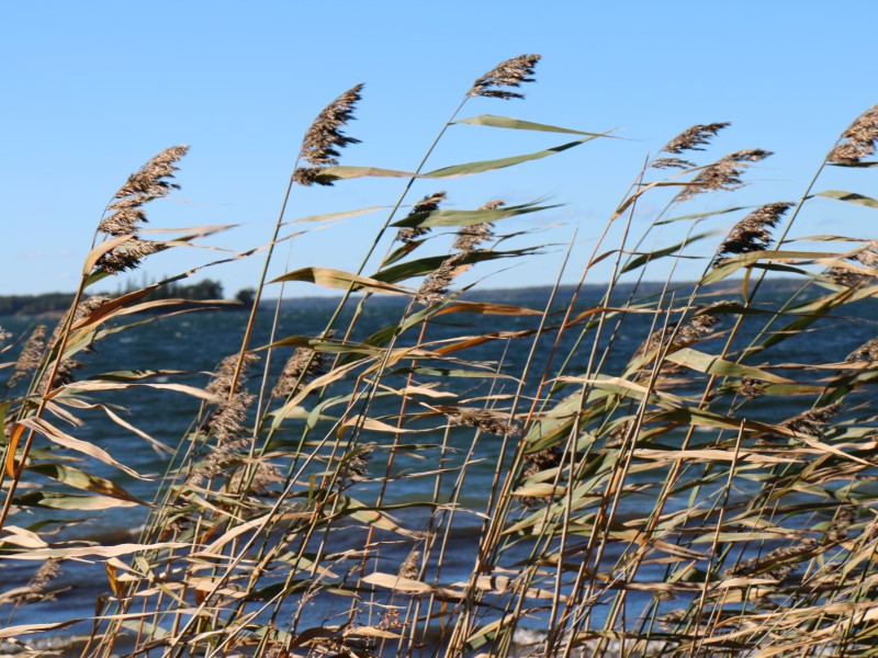 Vassa som svajar i vinden. Kaisla joka leijuu tuulessa.
