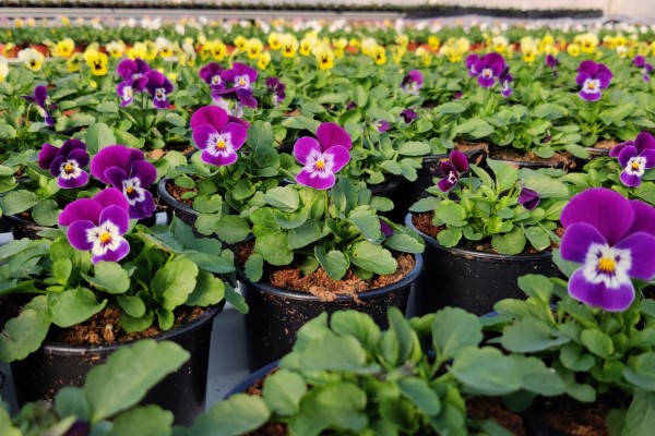 Blombutik och Trädgård Järvinen