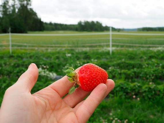 Kieloniemen luomutila