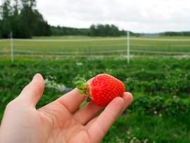 Kieloniemen luomutila