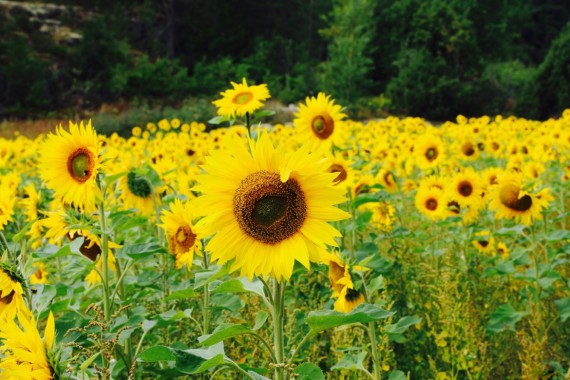 Skicka vykort fr&aring;n Kimito&ouml;n