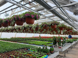 Tallbo tr&auml;dg&aring;rd