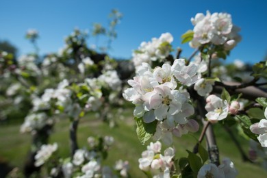 V&aring;r p&aring; Kimito&ouml;n