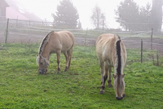 Ridning i Stall Hildas Talli