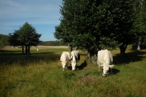 Yxsk&auml;r, naturstig