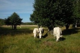 Yxsk&auml;r, naturstig