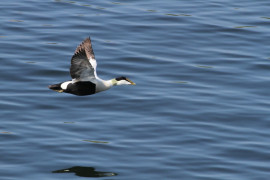 Till havet och Kimito&ouml;n