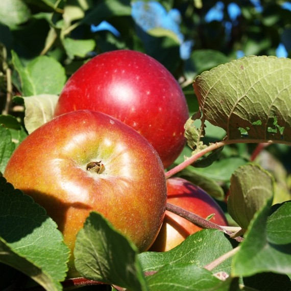 Westerbacks &Auml;ppeltr&auml;dg&aring;rd