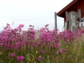 H&ouml;gs&aring;ra - hygge i den gamla lotsbyn