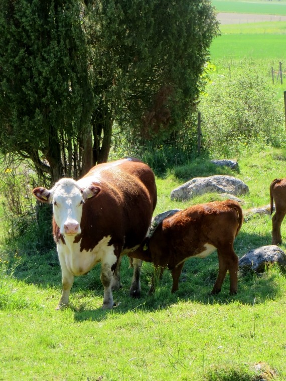 Sj&ouml;lax g&aring;rd