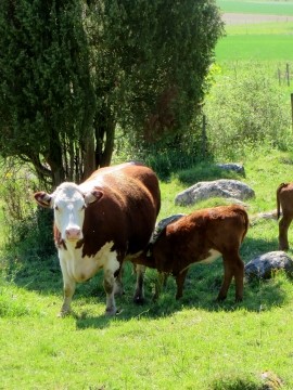 Sj&ouml;lax g&aring;rd