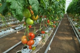 Bj&ouml;rkn&auml;s tr&auml;dg&aring;rd