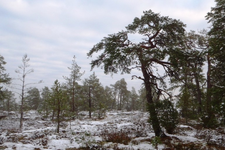 Senatsbergets M&aring; bra -stig 6,3km