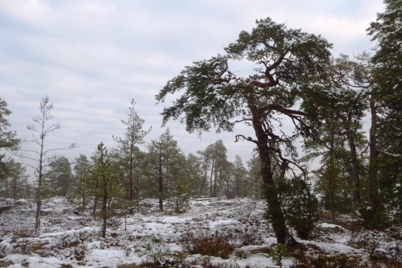 Senatsbergets M&aring; bra -stig 6,3km