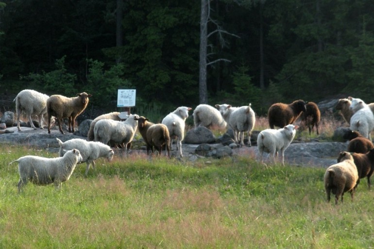 Linsno naturstig p&aring; Holma 2 km