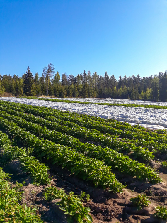 Nyborg g&aring;rd, Oskar Ekholm