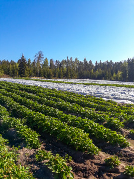 Nyborg g&aring;rd, Oskar Ekholm