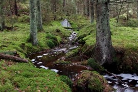 Biskops&ouml; naturstig