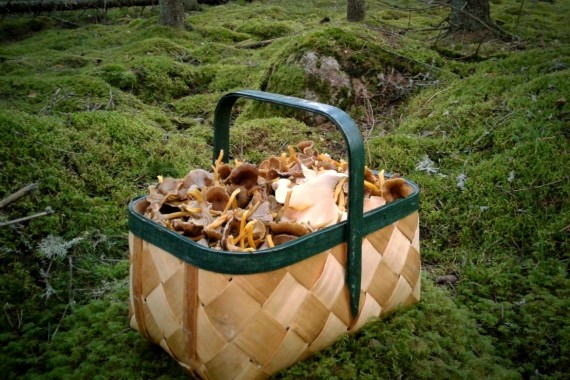 Allemansr&auml;tt och -skyldigheter