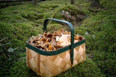 Allemansr&auml;tt och -skyldigheter