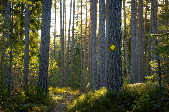 Luontopolut - Naturstigar