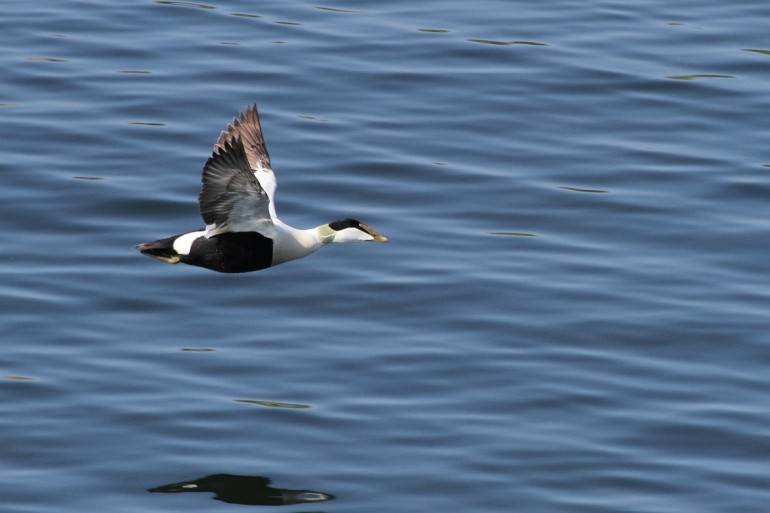 F&aring;gelsk&aring;dning