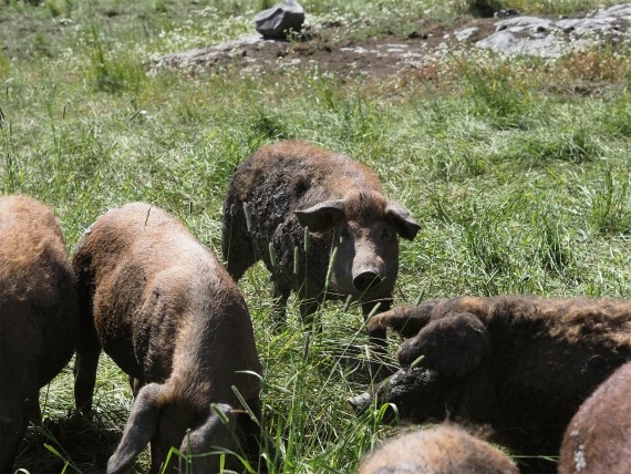 Vestlax Mellang&aring;rd